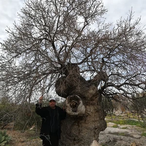 The tree of our master al-Khader in the town of Kafr Kifa, in the Koura district of Irbid, is dying... See the photos