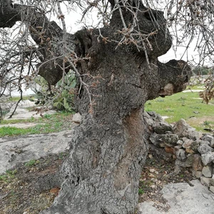 The tree of our master al-Khader in the town of Kafr Kifa, in the Koura district of Irbid, is dying... See the photos