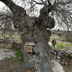 The tree of our master al-Khader in the town of Kafr Kifa, in the Koura district of Irbid, is dying... See the photos