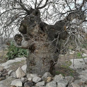 L&#39;arbre de notre maître al-Khader dans la ville de Kafr Kifa, dans le district de Koura à Irbid, est en train de mourir... Voir les photos