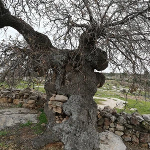 شجرة سيدنا الخضر في بلدة كفركيفيا بلواء الكورة في اربد  تحتضر... شاهد الصور