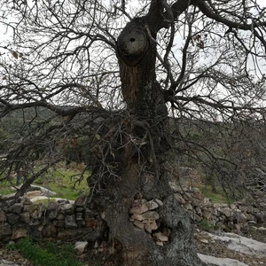 The tree of our master al-Khader in the town of Kafr Kifa, in the Koura district of Irbid, is dying... See the photos