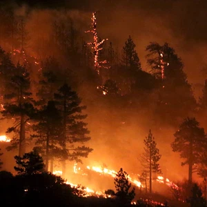 الخطر يداهم الحياة البرية في شمال غرب أمريكا بفعل الجفاف والحرائق