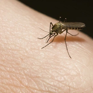 Insects spread during the summer and high temperatures