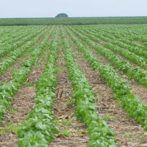 دراسة حديثة: الغبار في المزارع يوفر مناعة ضد الربو والحساسية