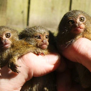 قرد الإبهام.. معلومات قد تدهشك