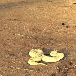 بالصور.. أفعى "أم جنيب" التي لا يؤمن جانبها حتى في الشتاء