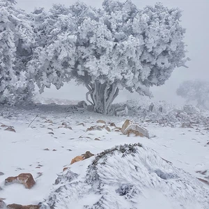 على غير العادة .. جبال جنوب الأردن العالية على موعد مع 