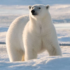 الدب القطبي يواجه خطر الانقراض 