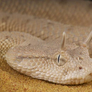 بالصور والمعلومات: الأفاعي الخمس الأكثر خطورة في أراضي المملكة العربية السعودية