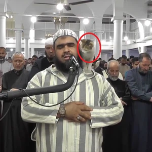 video | A cat breaks into the mihrab and climbs onto the shoulder of the imam to caress him during Tarawih prayers