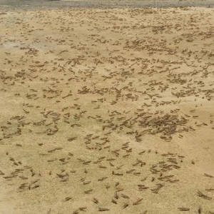 بالصور: الجراد يداهم جنوب 