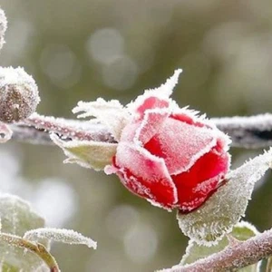 Warning from frost formation during the coming nights in these areas