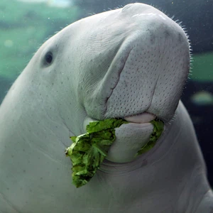 5 حيوانات نادرة تُصارع للحفاظ على نفسها من الإنقراض في السعودية والخليج 