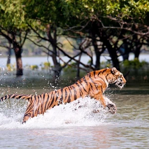 Bengal tigers: unsung heroes of the Sundarbans Mangroves