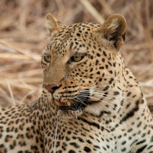 النمر العربي .. أعداده دون الـ 200 و ظهر في السعودية 4 مرات فقط خلال الـ 25 سنة الماضية