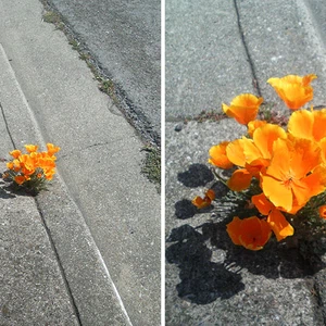 نبتة أخرى تضيف جمالية للشارع