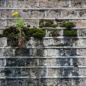 نباتات تخرج من شقوق جدار 