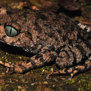 أكثر من 200 نوع جديد من المخلوقات المكتشفة في جبال الهيمالايا