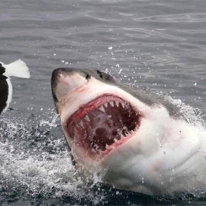 سمكة عملاقة تبتلع سمكة قرش دفعة واحدة 