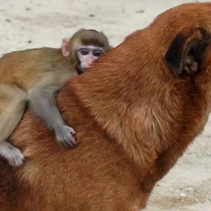 بالصور: أغرب الصداقات بين الحيوانات