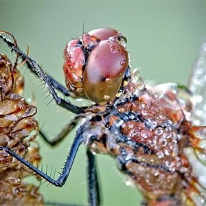 بالصور : مناظر لا توصف .. قطرات الندى على أجساد الحشرات