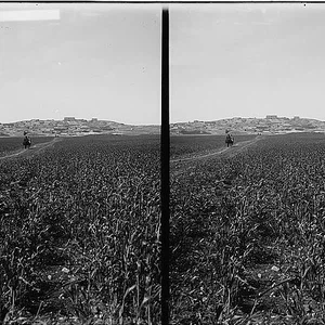قرية إربد وسط حقول القمح ما بين الأعوام 1900 و 1920