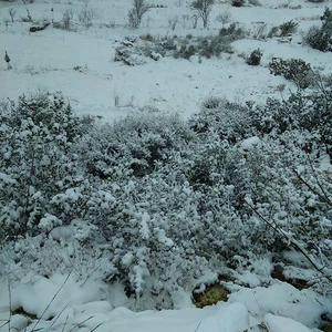 بالصور : الثلوج تغطي أجزاءاً واسعة منخفضة الارتفاع من شمال ووسط سوريا وبدأت بالامتداد الى جنوب البلاد