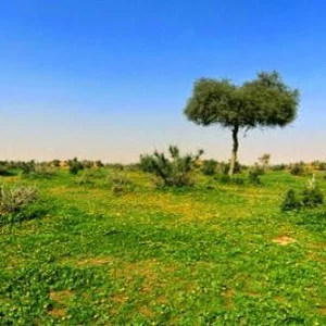 أفضل  أماكن "الكشتات" في الرياض للهروب من صــخب المدينة إلى صمت الصحراء 