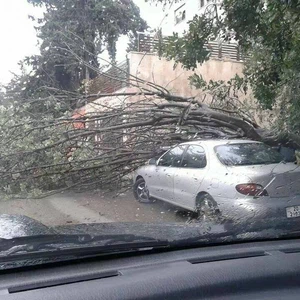 شجرة سقطت على سيارة في خلدا بسبب الرياح العاتية 