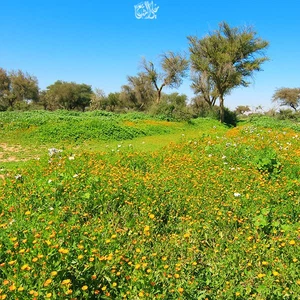 The 30 most beautiful pictures you may see in your life of spring and flowers in Saudi Arabia this season