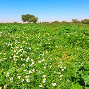 Les 30 plus belles images que vous pourriez voir dans votre vie de printemps et de fleurs en Arabie Saoudite cette saison