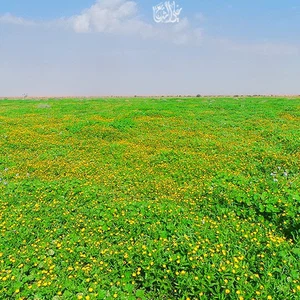 جمال يسر الناظرين نشكر الله عليه