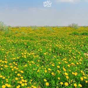 The 30 most beautiful pictures you may see in your life of spring and flowers in Saudi Arabia this season