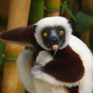 5 raisons de voyager à Madagascar