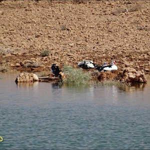 انواع مختلفة من الطيور لترتوي من خيرات الطبيعة 