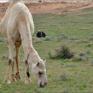 الجمال تتغذي على النباتات الطبيعية وسط الصحراء 