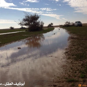 بالصور : الصحراء ما بين حائل و رفحاء ترتدي لون الربيع الأخضر بعد موجة الامطار