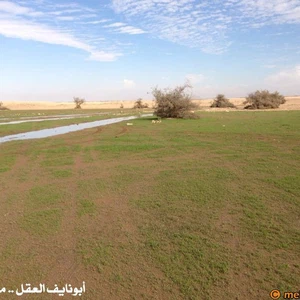 بالصور : الصحراء ما بين حائل و رفحاء ترتدي لون الربيع الأخضر بعد موجة الامطار