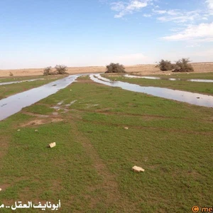 بالصور : الصحراء ما بين حائل و رفحاء ترتدي لون الربيع الأخضر بعد موجة الامطار