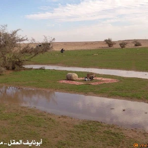 بالصور : الصحراء ما بين حائل و رفحاء ترتدي لون الربيع الأخضر بعد موجة الامطار