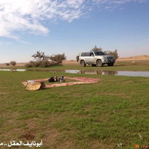 بالصور : الصحراء ما بين حائل و رفحاء ترتدي لون الربيع الأخضر بعد موجة الامطار