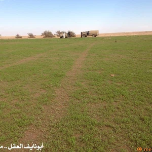 بالصور : الصحراء ما بين حائل و رفحاء ترتدي لون الربيع الأخضر بعد موجة الامطار