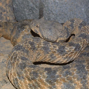 In pictures Poisonous snakes in Jordan ... their characteristics, how dangerous they are, and where they spread