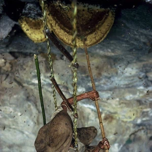 See pictures of how honey is collected in the largest beekeeping area in the world