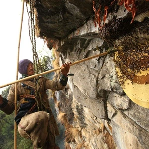 See pictures of how honey is collected in the largest beekeeping area in the world