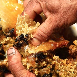 See pictures of how honey is collected in the largest beekeeping area in the world