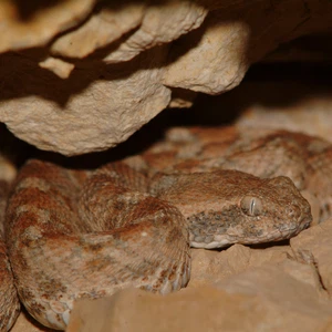In pictures Poisonous snakes in Jordan ... their characteristics, how dangerous they are, and where they spread