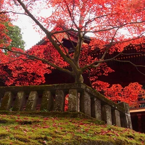 En images : 6 endroits pour admirer les merveilleuses couleurs d&#39;automne au Japon