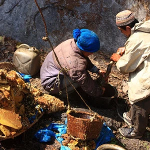 See pictures of how honey is collected in the largest beekeeping area in the world